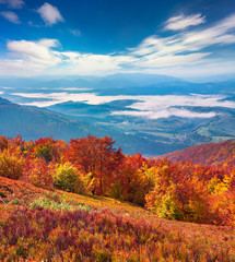 Fototapeta premium Colorful autumn landscape in the mountains.