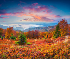 Fototapeta premium Splendid autumn sunrise in the Carpathian mountains, Borzhava ri
