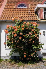 roses are orange