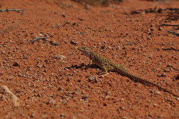 Desert Lizard