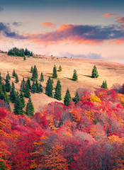 Fototapety  Colorful autumn scene on the Svydovets mountain range in Carpath