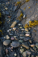 Tidal Pools Newfoundland