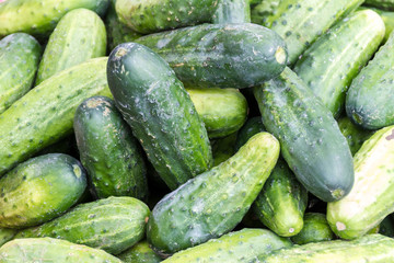 Cucumbers at Farmers Market