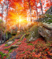 Colorful autumn scene in the mountain forest