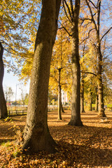 Bäume und Laub im Herbst