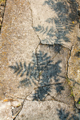 shadows of leaves on cracked cement garden path