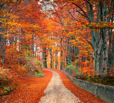 Colorful autumn csene in the mountain forest