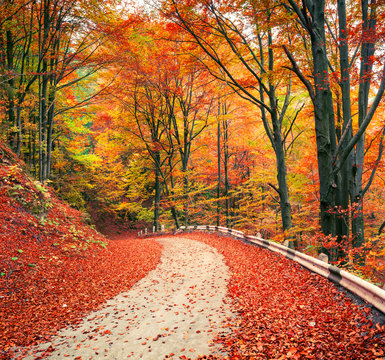 Colorful autumn csene in the mountain forest