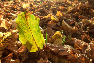 Buntes Blatt im Laub