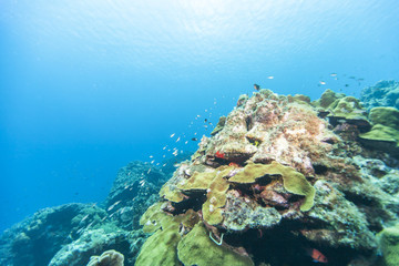 Unterwasser - Riff - Koralle - Schwamm  - Tauchen - Curacao - Karibik