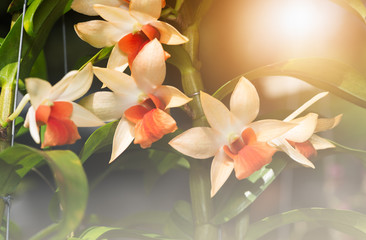 Hybrid orange  dendrobium orchid on nature background