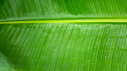 banana leaf background