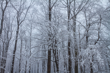 Ice storm forest