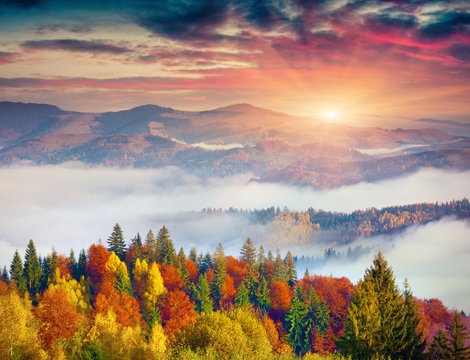Fototapeta Colorful autumn scene in Carpathian mountains