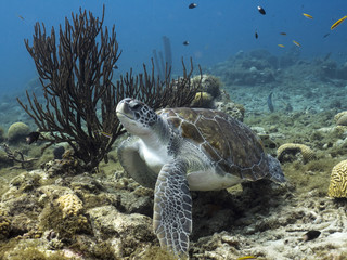 Unterwasser - Riff - Schildkröte - Schwamm - Tauchen - Curacao - Karibik