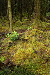 wild mossy forest in Scotland