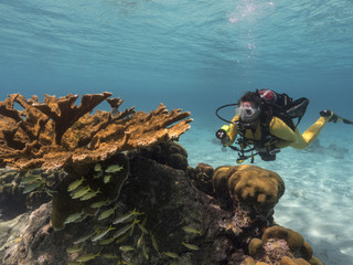 Unterwasser - Riff - Koralle - Elchgeweihkoralle - Schwamm - Taucher - Tauchen - Curacao - Karibik