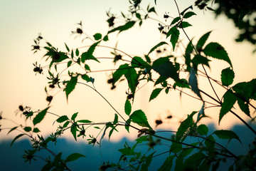 Green bush with leaves and flower against sunrise sky.