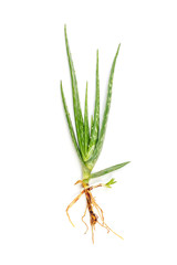 Aloe vera plant isolated on white