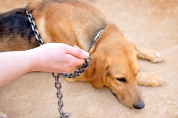 animal abuse in captivity