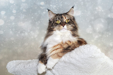 Maine Coon Cat With Wintery Background!
