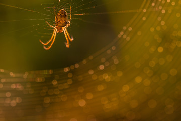 Close up of forest spider in cobweb after rain.