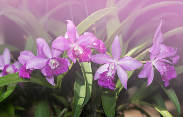 Hybrid light purple cattleya orchid flower