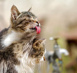 Cats love