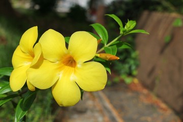 Golden Trumpet, Allamanda cathartica, willow-leaved climber blooming in the garden. Yellow flower
