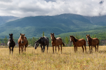 mountain horses pasture highlands