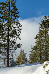 Snow Forrest, Climate Change at Southern California, Big Bear Mo