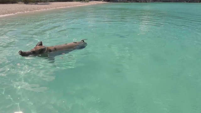 Wild swimming pigs on Big Majors Cay. Bahamas.