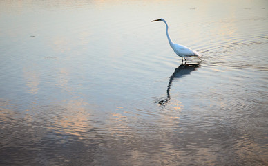 Assateague Island National Seashore