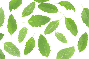 Holy basil on white background