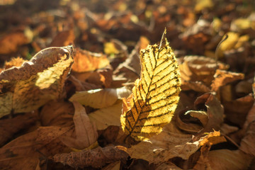 Buntes Blatt im Laub