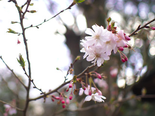 春の可愛い花