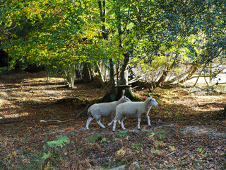 Sheep Wandering in the Ashdown Forest