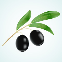Realistic Vector Black Olives Branch with Leaves, Isolated