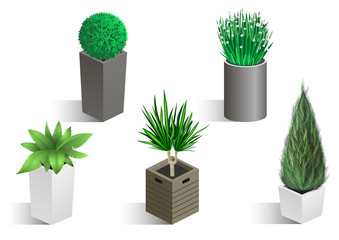 Isometric set of different plants in pots. Vector graphics