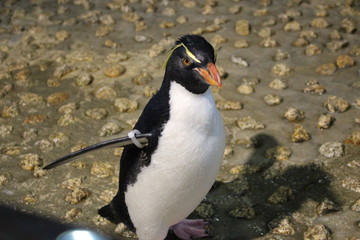 Fototapeta premium ペンギン