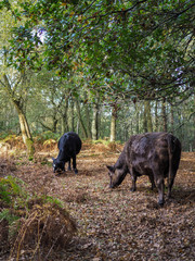 Cows Grazing for Acorns in the Ashdown Forest
