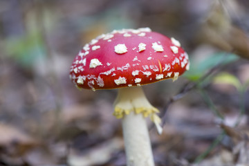 red fly agaric