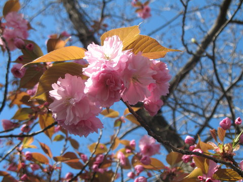 rosa bl&uuml;ten