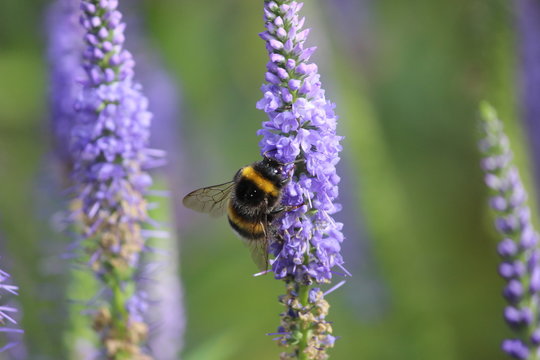 Hummel an Blume