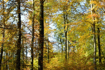 Buchenwald im Herbst