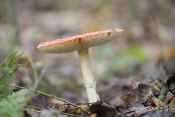red fly agaric