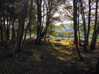 Naklejka premium Scenic View of the Ashdown Forest in Sussex