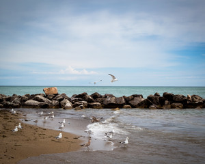 Fototapeta na wymiar Seagulls on Coast