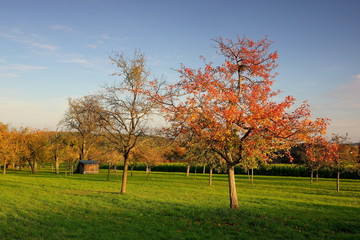Fototapeta premium Streuobstwiese im Herbstlicht