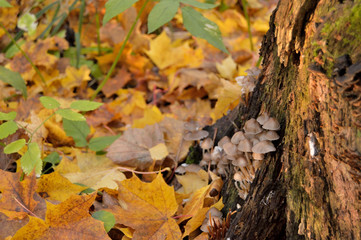 mushrooms on a tree stump